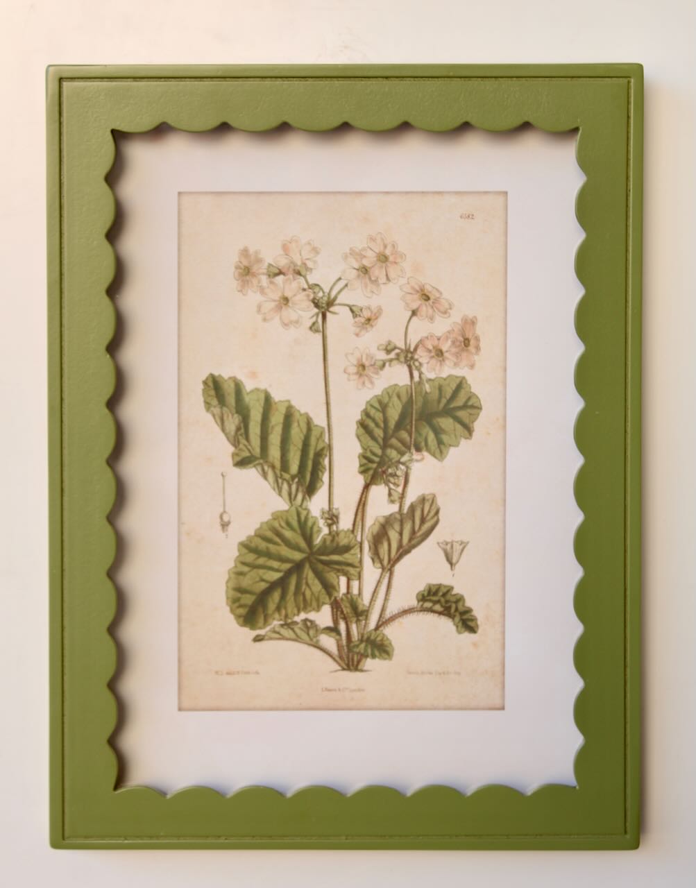 Framed Art - Green Inverted Scalloped Botany No.2 40x30