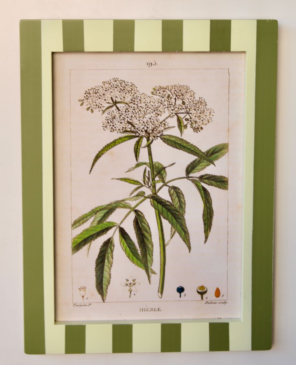 Framed Art - Green Striped Botany No.3 47x39