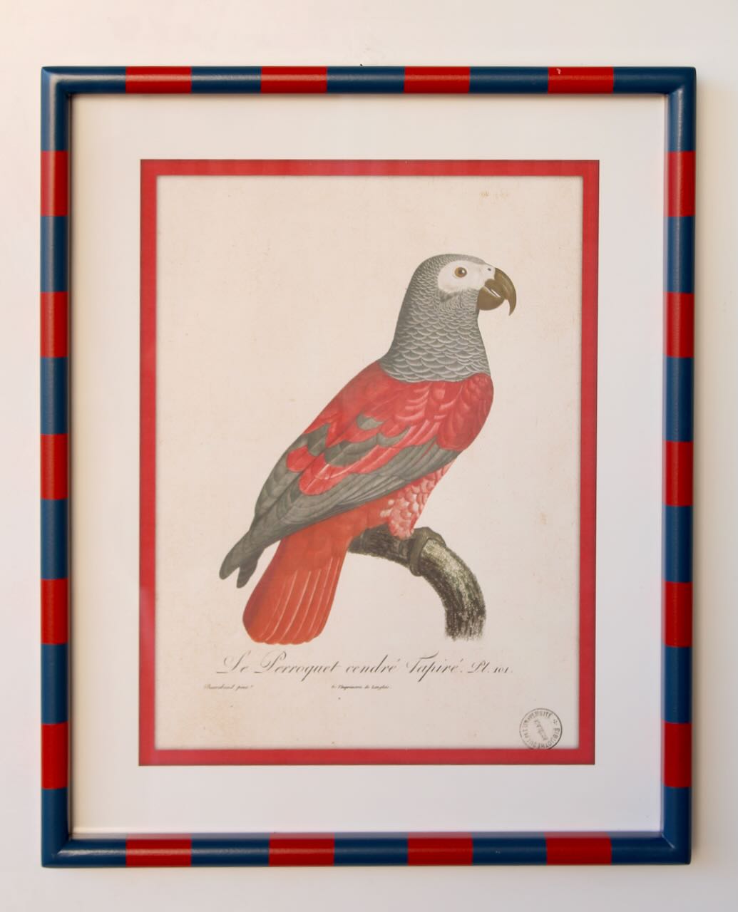 Framed Art - Striped Red & Navy Parrot No.1 50x40