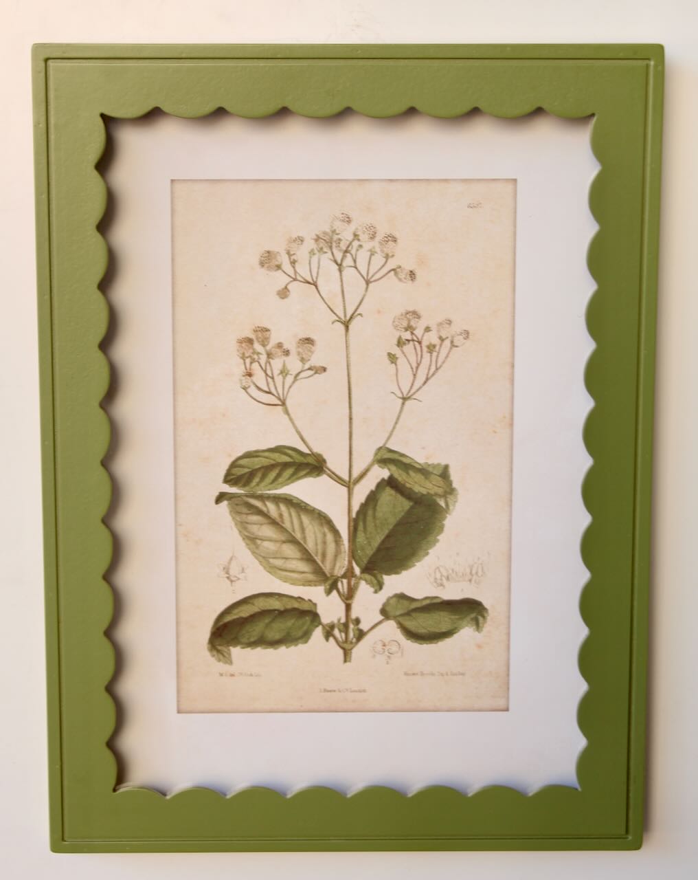 Framed Art - Green Inverted Scalloped Botany 40x30