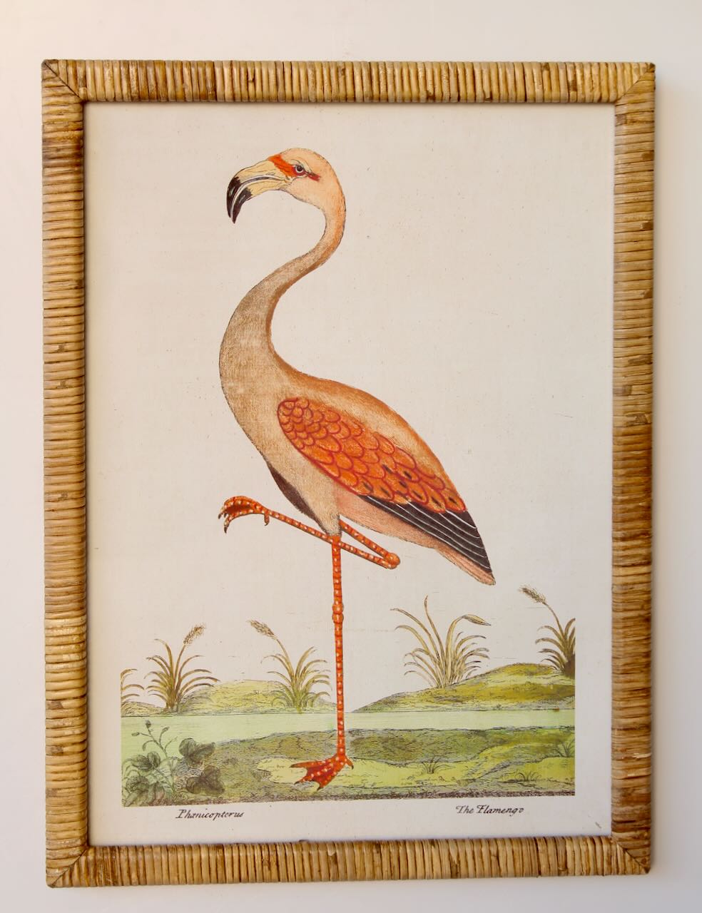 Framed Art - Rattan Flamingo 54x40
