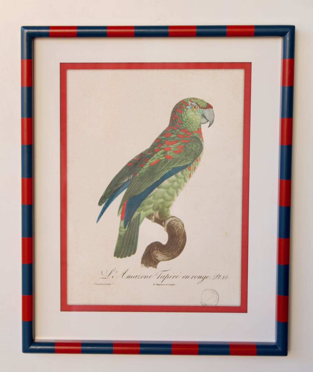 Framed Art - Striped Red & Navy Parrot No.2 50x40